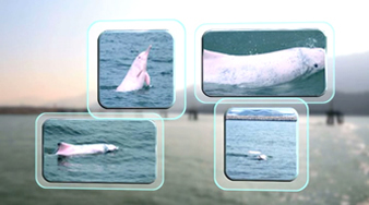 EIA Study - Chinese White Dolphins