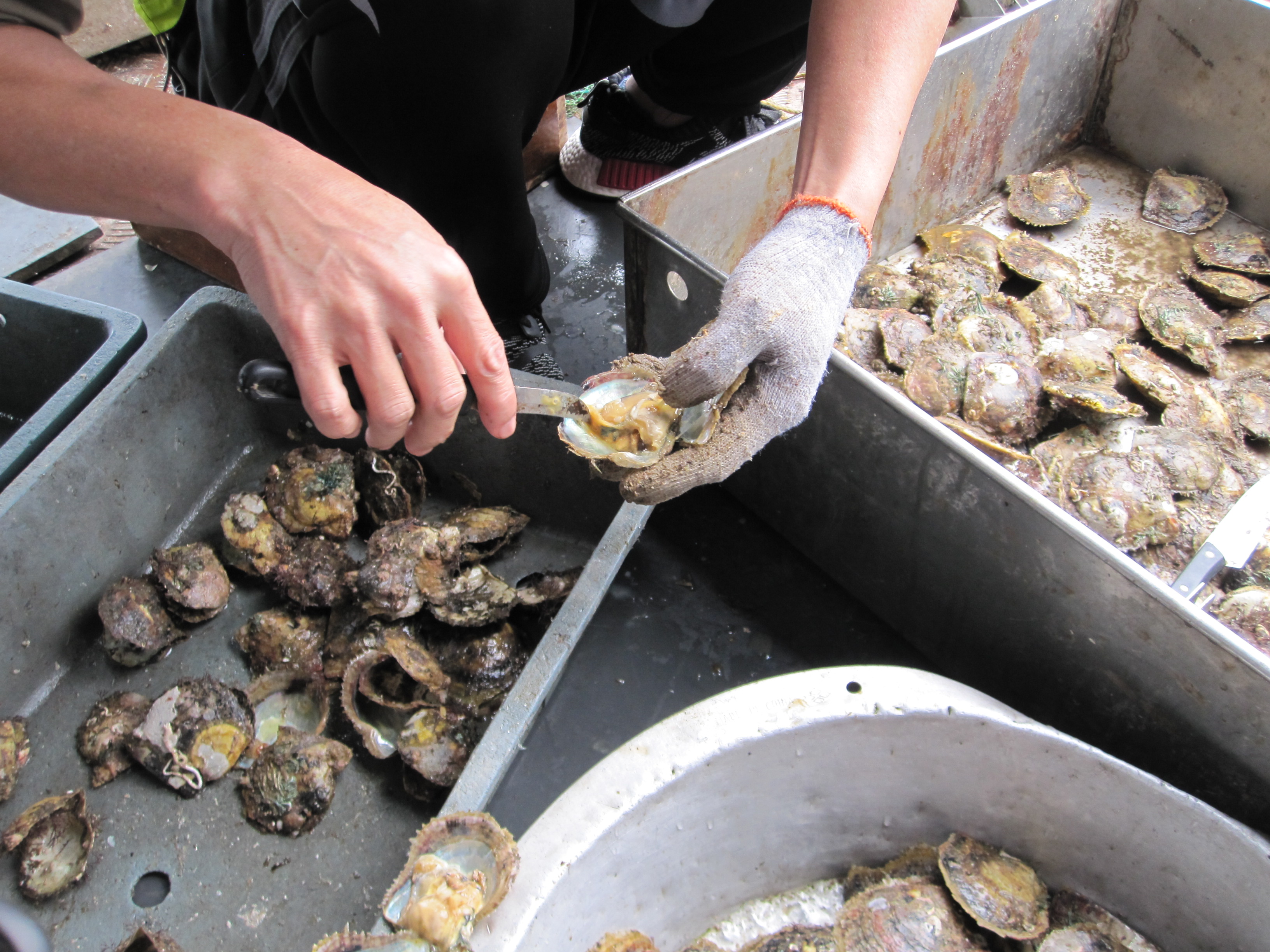 Workers perform regular cleaning of pearl oysters, as well as monitoring of the survival rate of pearl oysters and the nucleus retention rate.