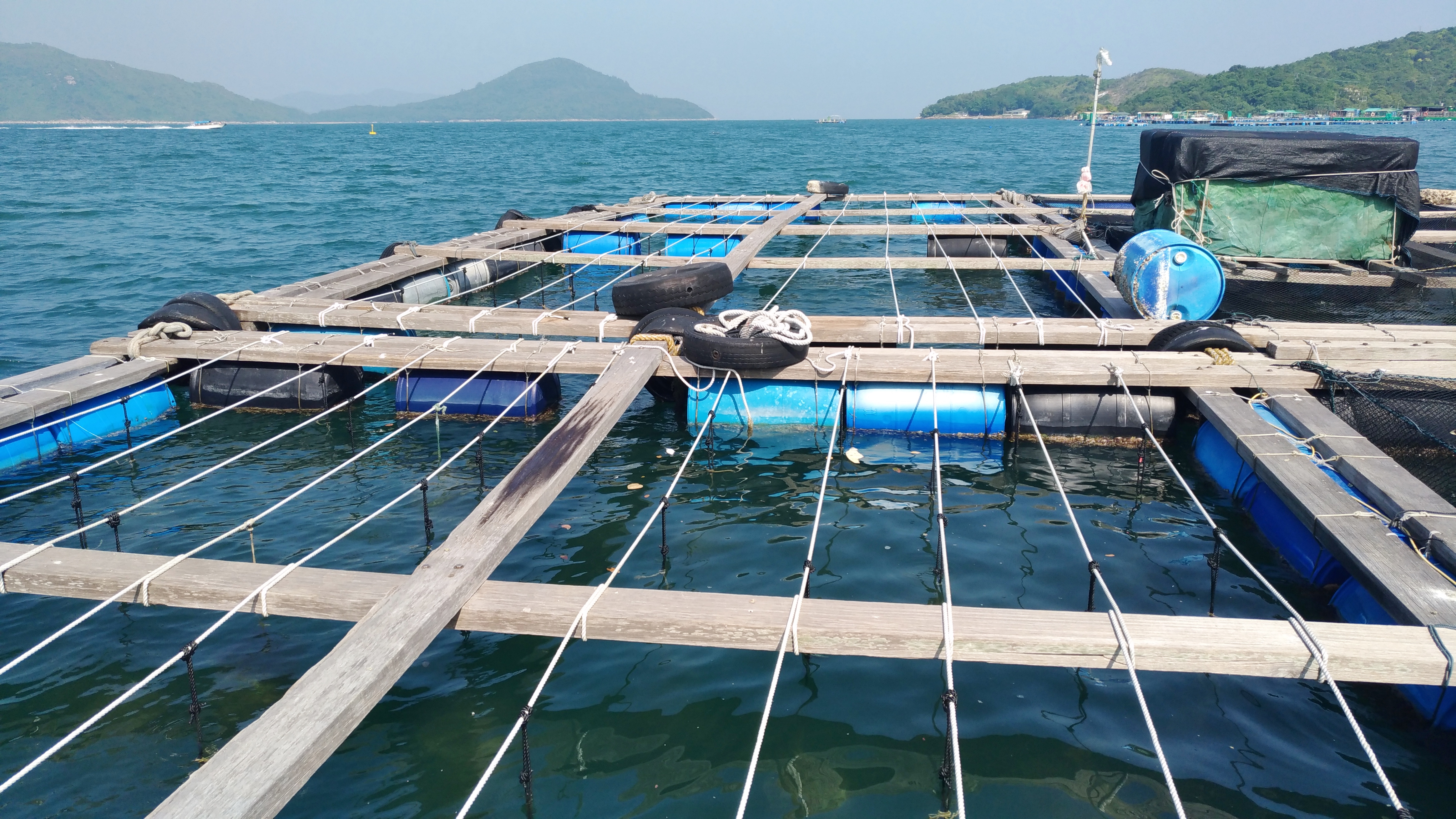 于过去三年，项目团队在西贡深湾仔一带水域养殖了约30 000只珍珠贝。