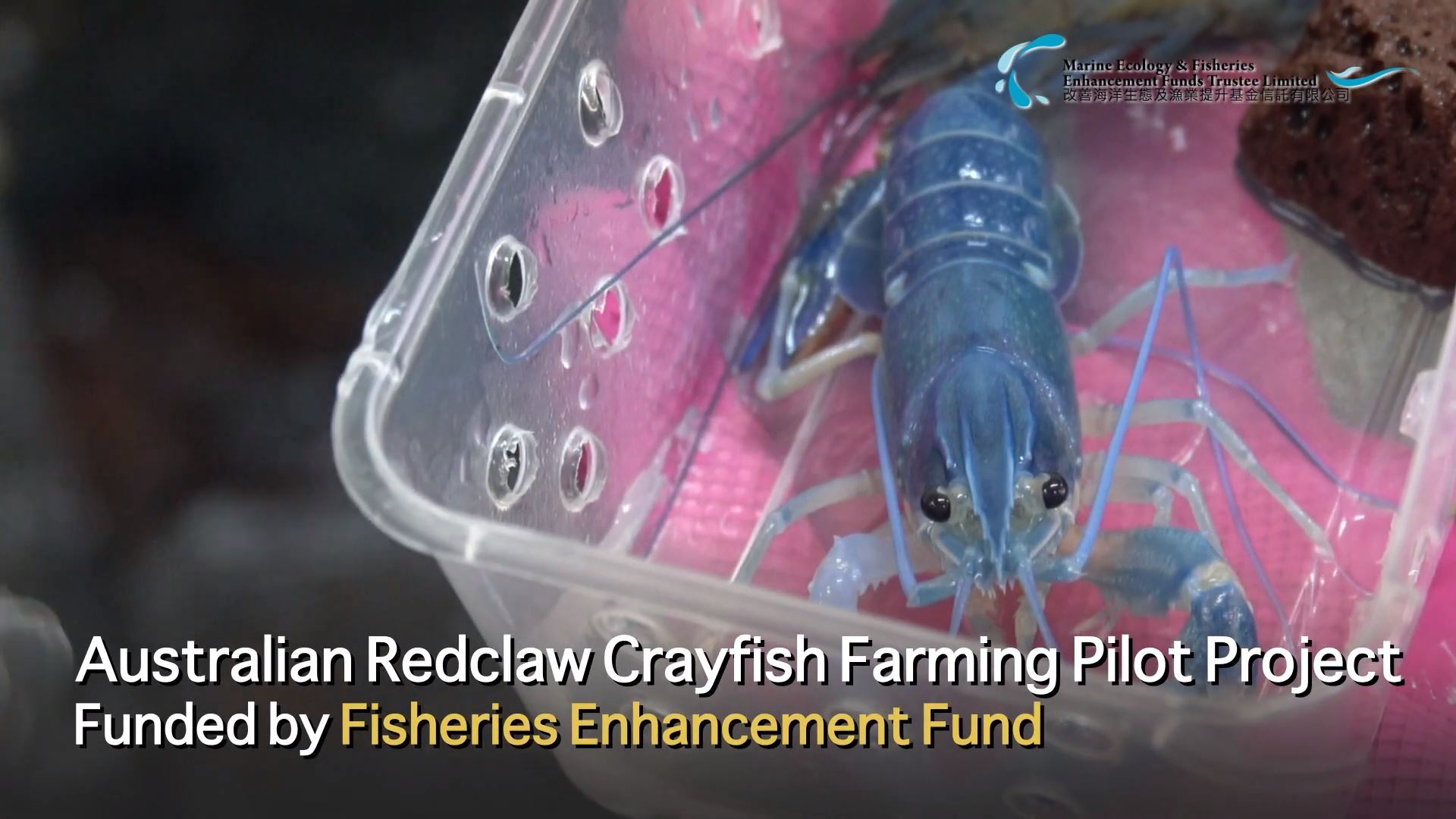 Fisheries Enhancement Fund – Australian Redclaw Crayfish Farming Pilot Project