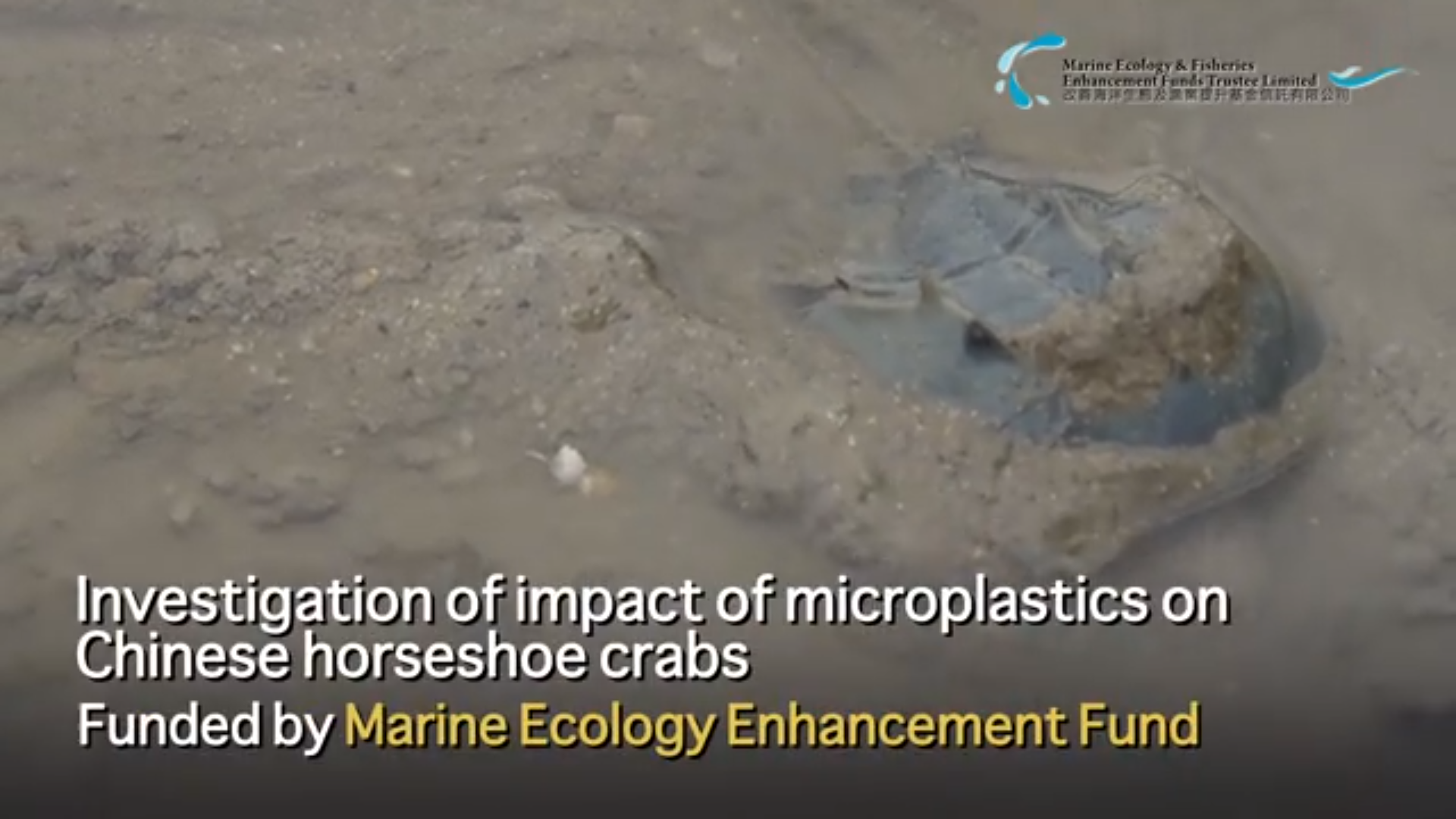 Marine Ecology Enhancement Fund - Chinese Horseshoe Crab