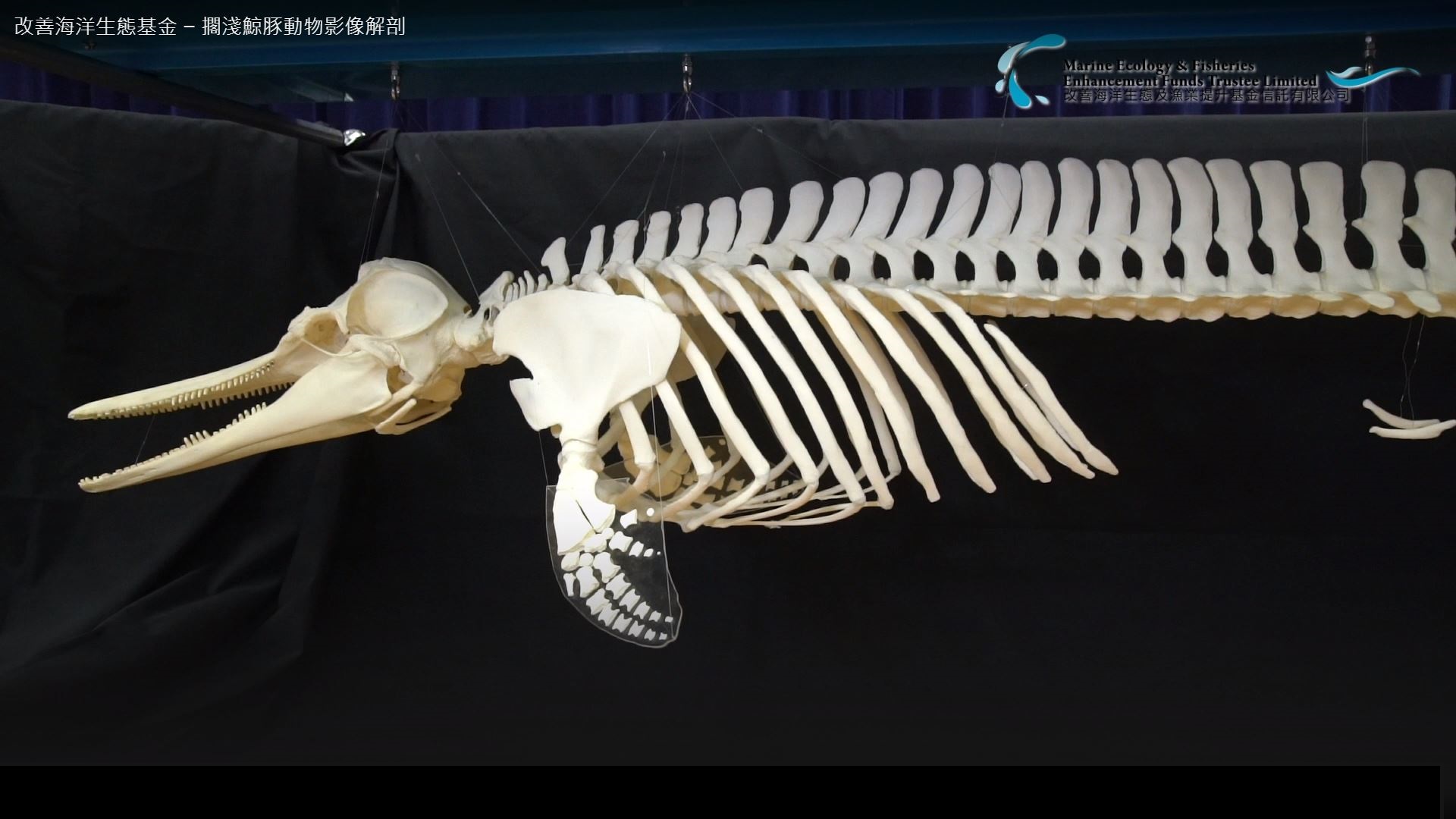 改善海洋生態基金 – 擱淺鯨豚動物影像解剖